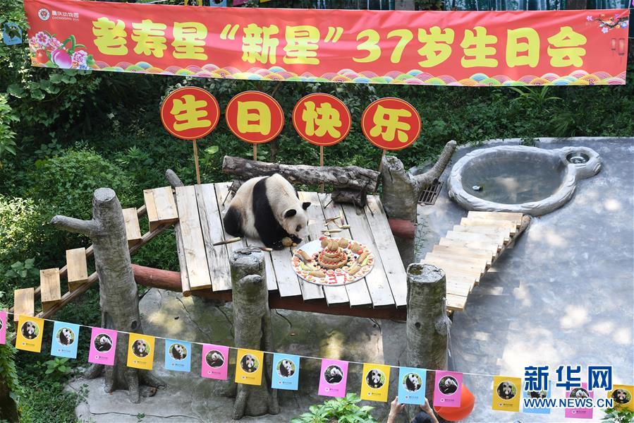 （图文互动）（1）世界现存最年长大熊猫迎来37岁生日
