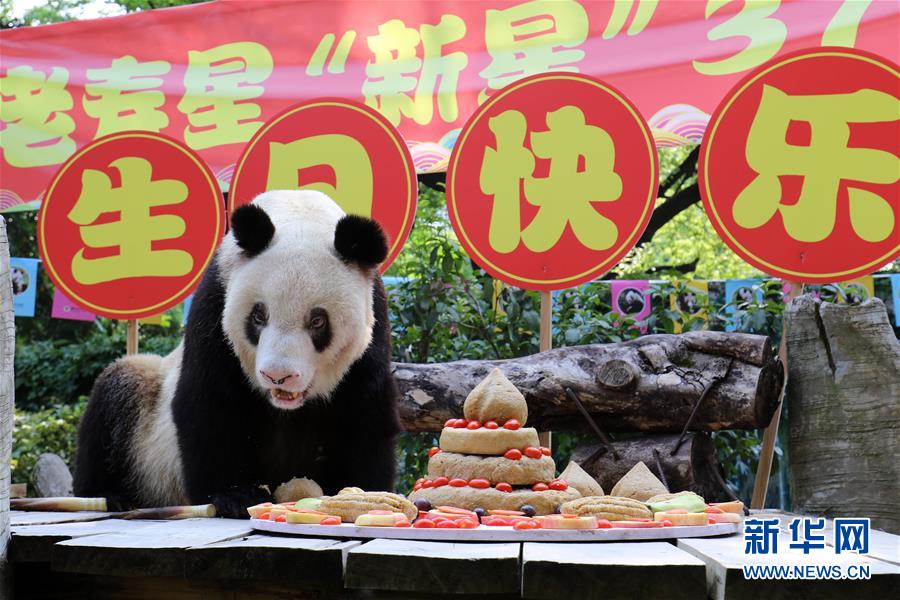（图文互动）（7）世界现存最年长大熊猫迎来37岁生日