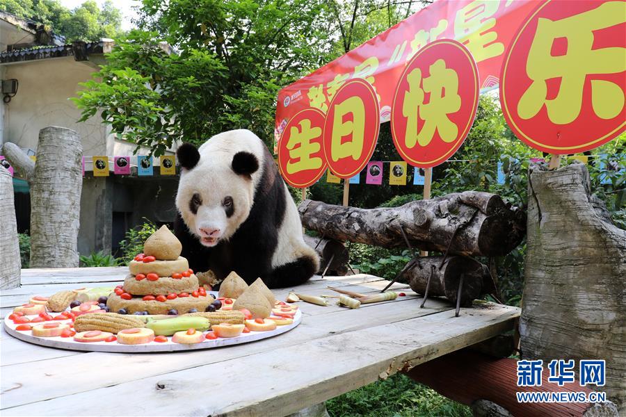 （图文互动）（8）世界现存最年长大熊猫迎来37岁生日