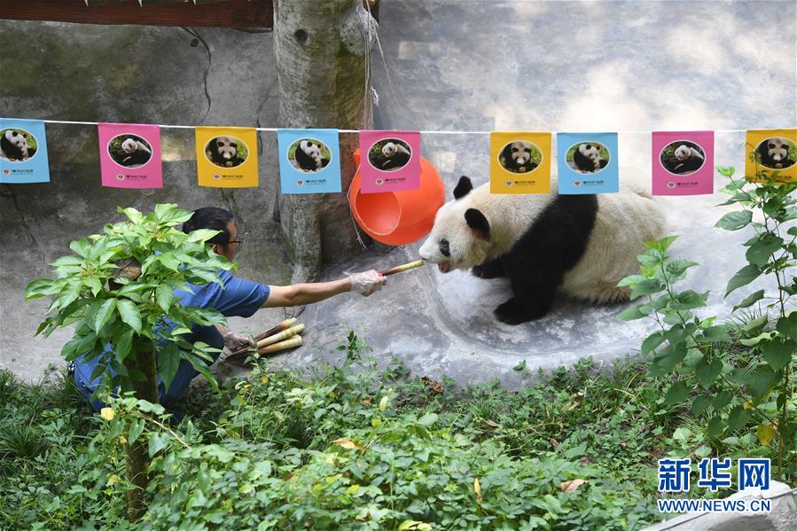 （图文互动）（9）世界现存最年长大熊猫迎来37岁生日