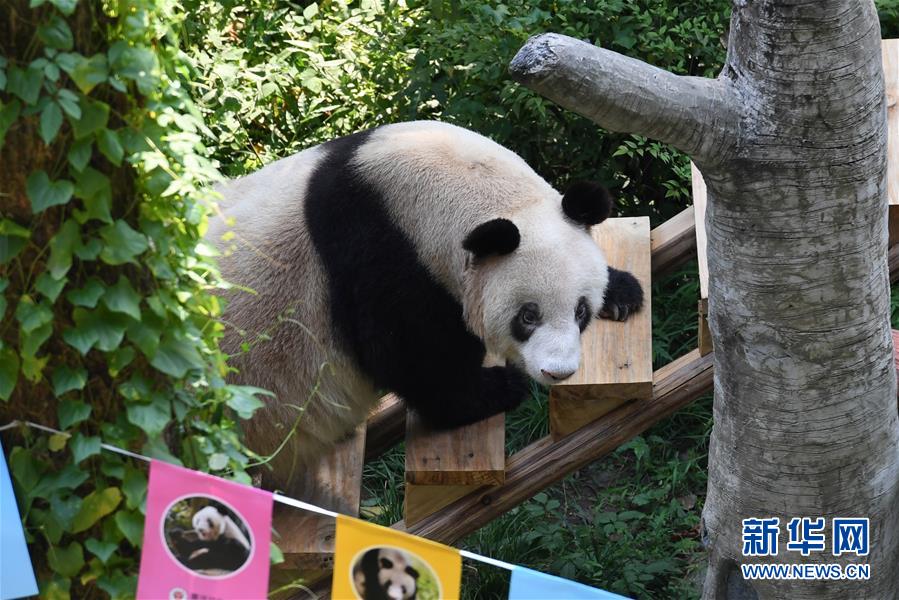 （图文互动）（10）世界现存最年长大熊猫迎来37岁生日