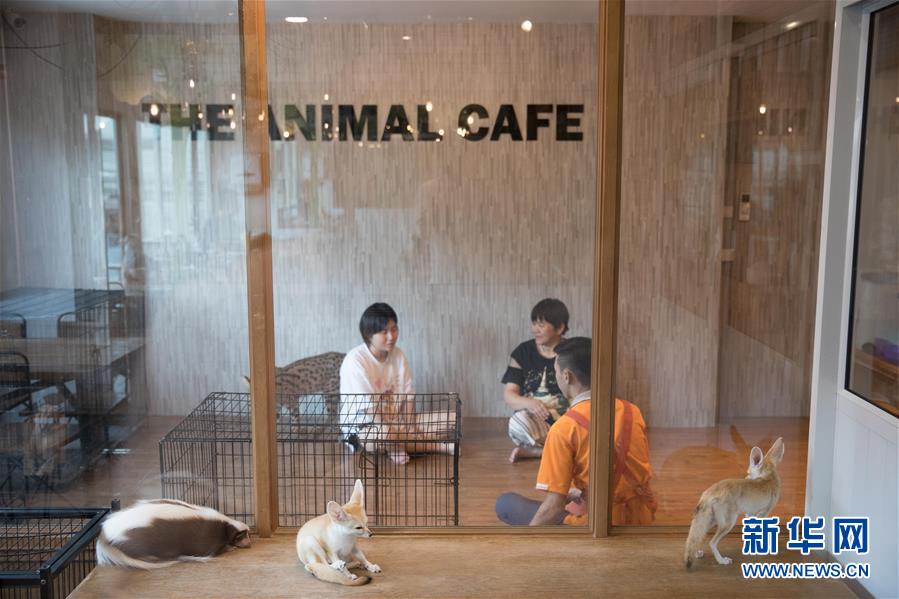 （国际）（7）探访曼谷动物咖啡馆 