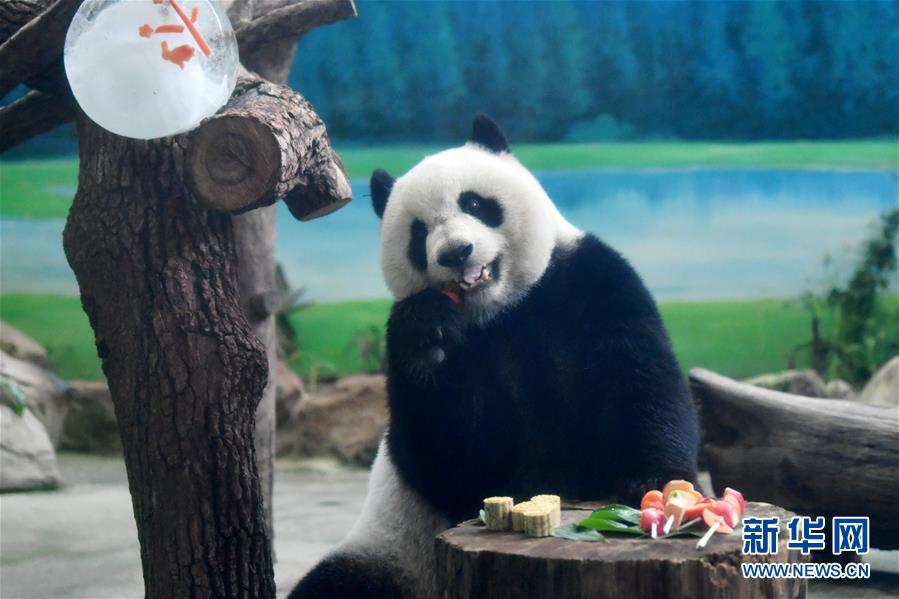 （社会）（1）大熊猫吃“月饼”过中秋