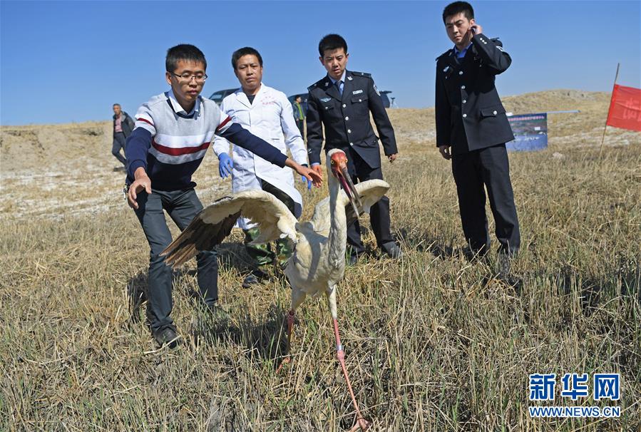 （红土地“往事新说”·图文互动）（10）“世界最大白鹤群”朋友圈在扩大