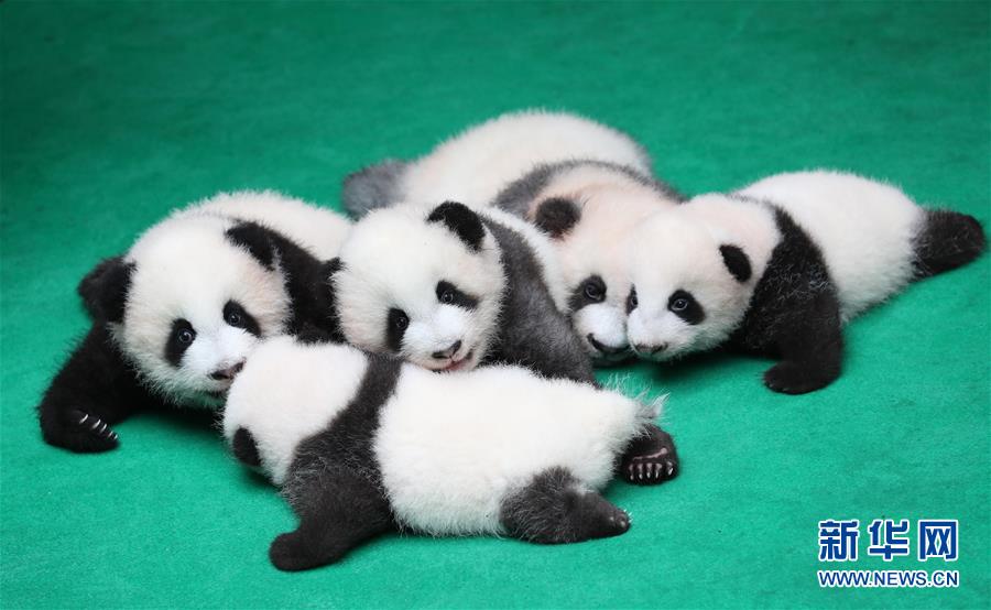 （社会）（5）成都：7只新生大熊猫齐亮相