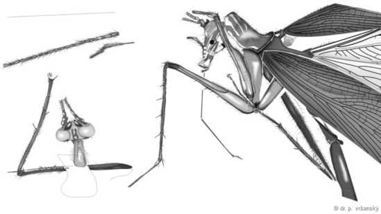 科学家发现新蟑螂祖先 战斗力爆表