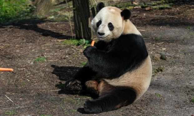 比利时：大熊猫“天宝”乐享冬日时光(高清组图)