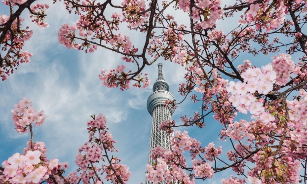 日本东京:春来樱开(高清组图)