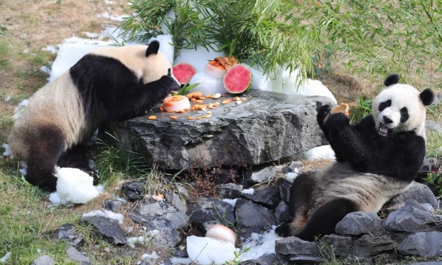 比利时出生的大熊猫双胞胎庆祝三岁生日（高清组图）