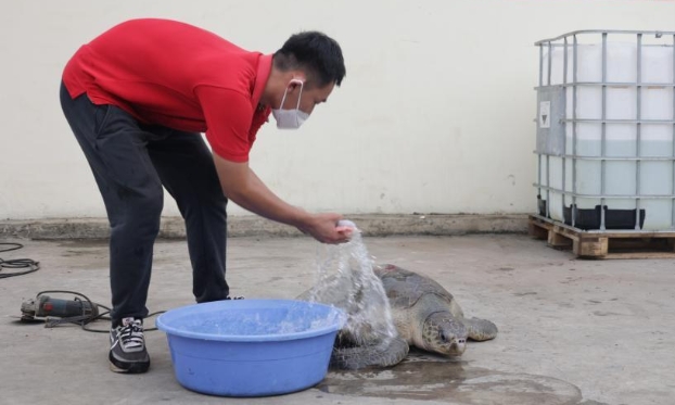 通讯：中国建设者守护加纳海龟（高清组图）