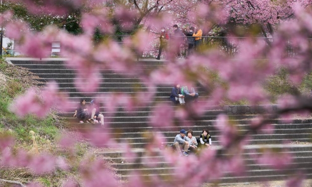 日本:河津樱花满开引客来（高清组图）