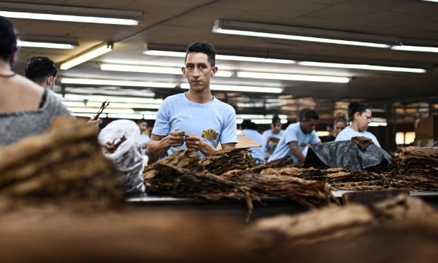 洪都拉斯丹利：生产雪茄（高清组图）