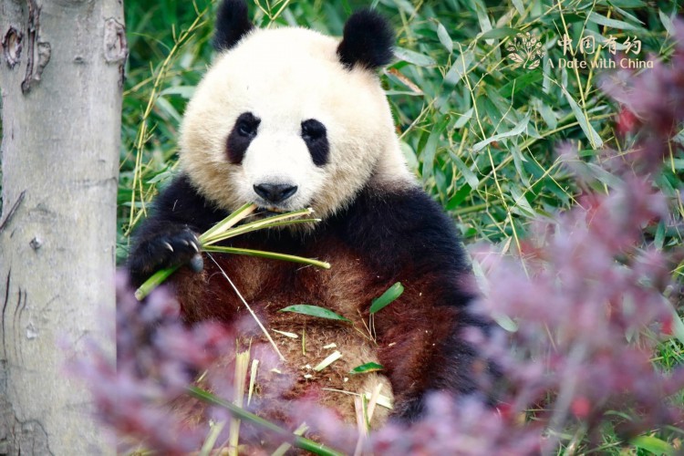 【中国有约】走进成都大熊猫研究繁育基地 被萌萌熊猫包围的感觉太幸福！