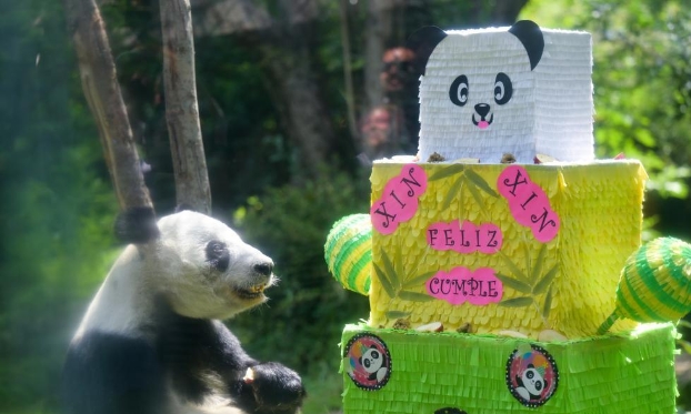 墨西哥为大熊猫“欣欣”庆祝33岁生日（高清组图）