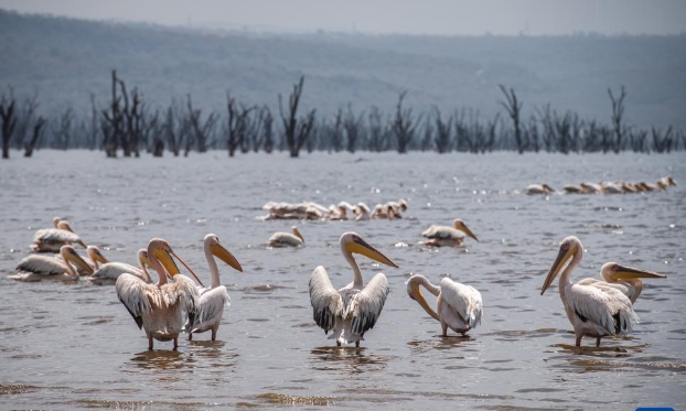 肯尼亚纳库鲁湖国家公园的野生动物（高清组图）