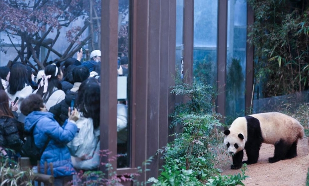 旅韩大熊猫福宝将于四月回国（高清组图）