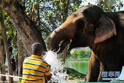 （国际·图文互动）（2）探访科伦坡“纳瓦姆月圆节”游行大象营地