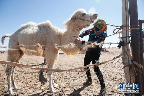 （镜观中国·新华社国内新闻照片一周精选）（24）骆驼经济