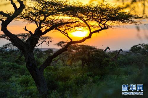 （国际）（1）初见肯尼亚桑布鲁国家公园