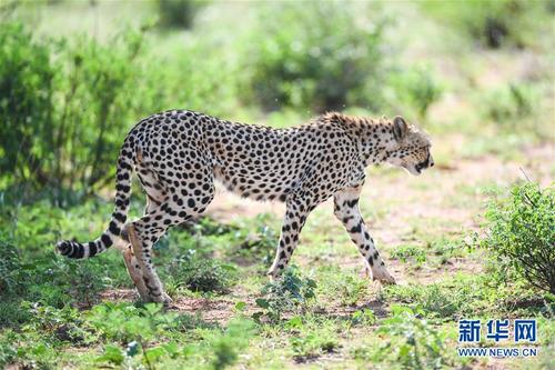 （国际）（4）初见肯尼亚桑布鲁国家公园