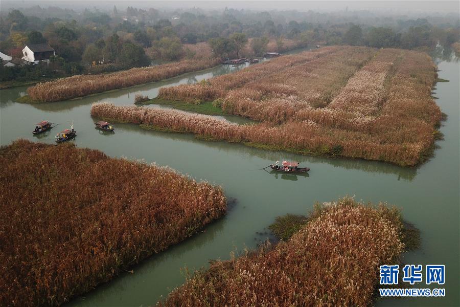 （美丽中国）（2）杭州：初冬湿地赏芦花