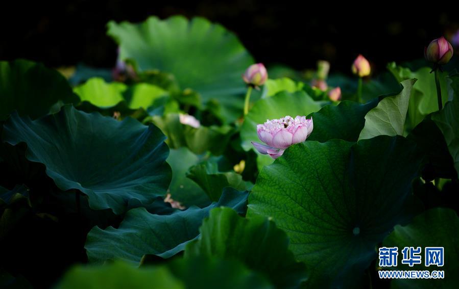 （环境）（2）灼灼荷花映斜阳