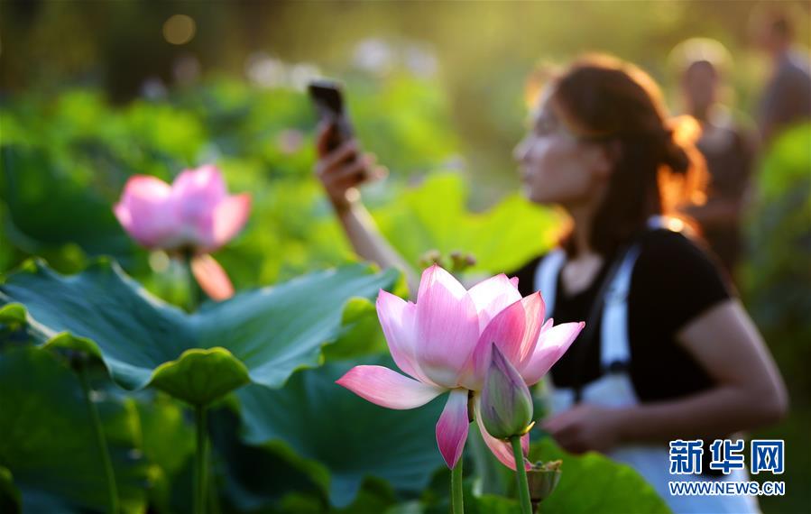 （环境）（3）灼灼荷花映斜阳