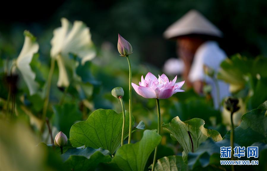 （环境）（4）灼灼荷花映斜阳