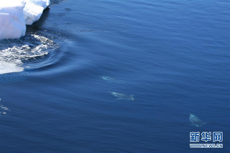（“雪龙”探南极）（6）“雪龙2”号的“好奇来客”
