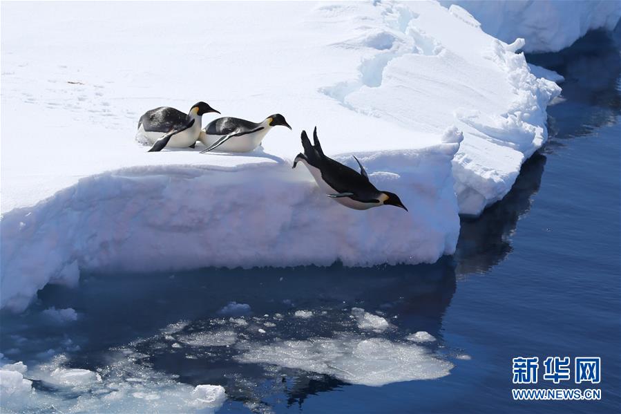(“雪龙”探南极)(5)“雪龙2”号的“好奇来客”