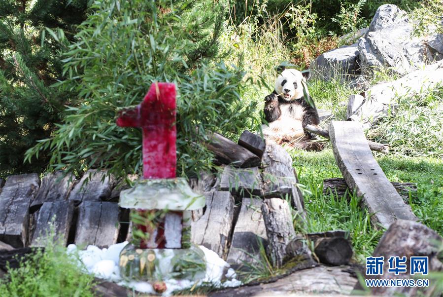(国际)(3)德国柏林动物园为大熊猫双胞胎庆生