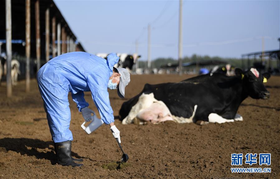 （经济）（6）沙漠治理变身“奶牛乐园”