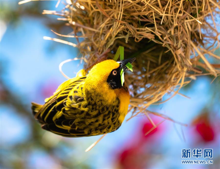 (国际)(3)魅力非洲 “非”常之美