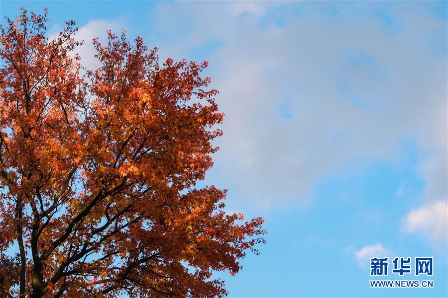 (国际)(9)布鲁塞尔秋日之美
