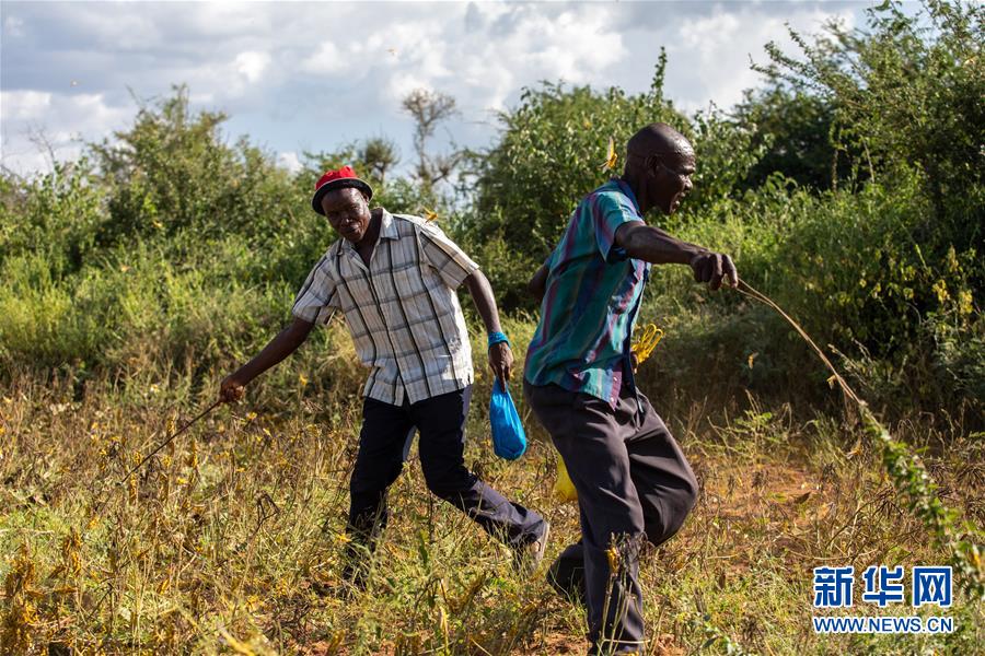 （国际）（7）蝗灾肆虐肯尼亚