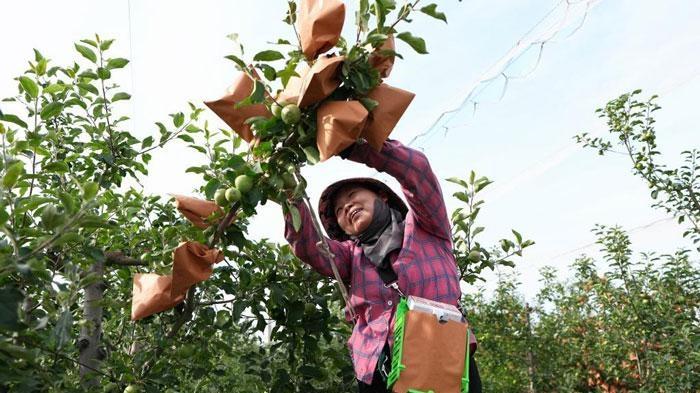 陜西白水：蘋果試驗站鋪就“致富路”