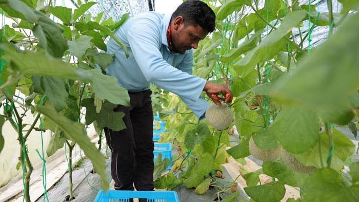 中国技术助力文莱农业生产