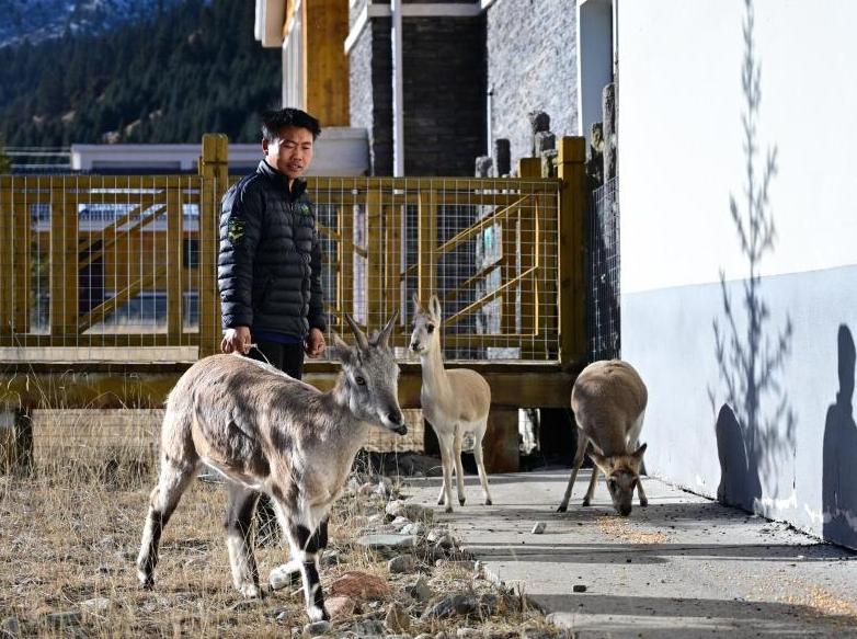 祁连山下，有家野生动物“福利院”