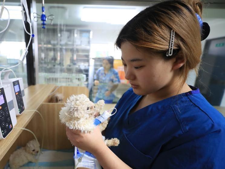 辽宁鞍山：宠物经济助力城市多元发展