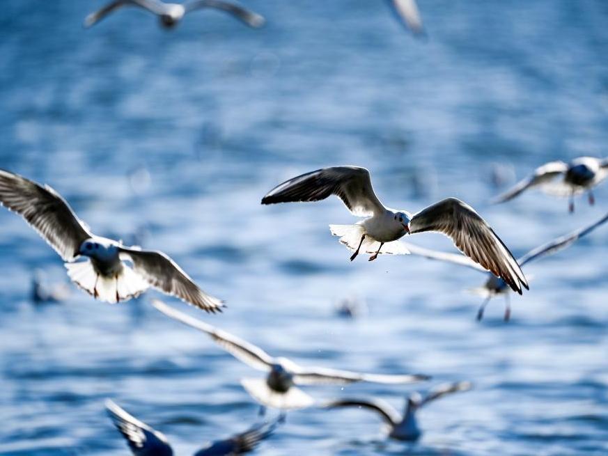 海鸥舞动老码头