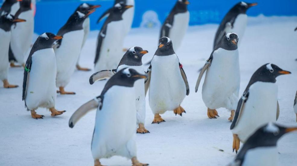哈尔滨：百只企鹅巡游