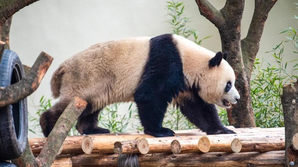 ���춯��԰����è���¼�