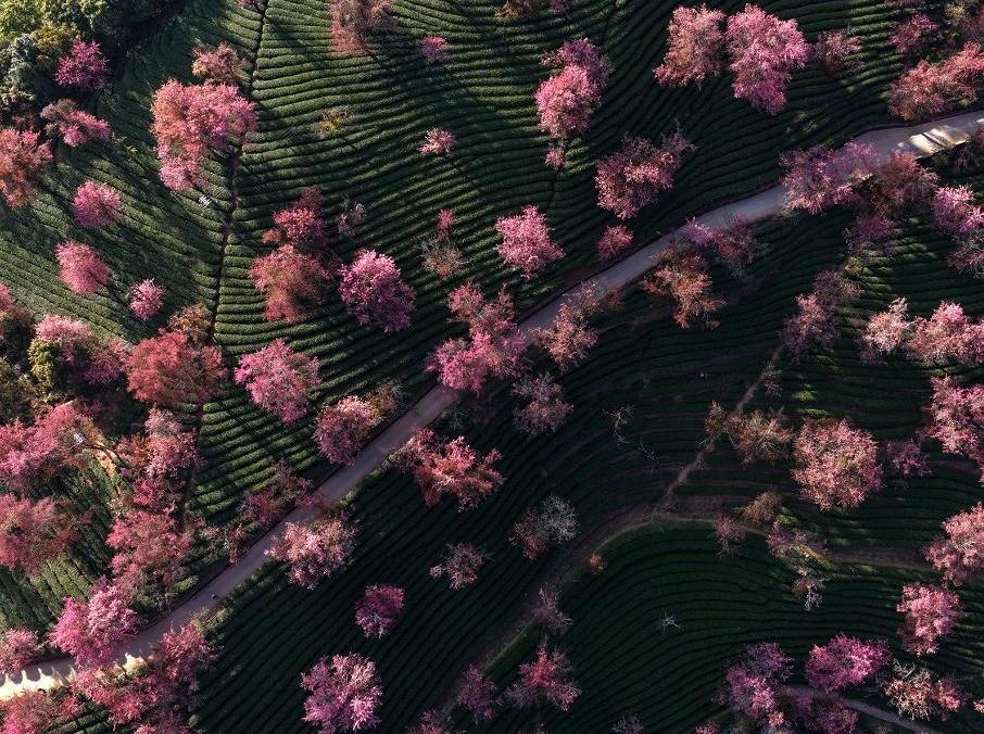 美丽中国丨云南南涧：无量山冬樱花绽放