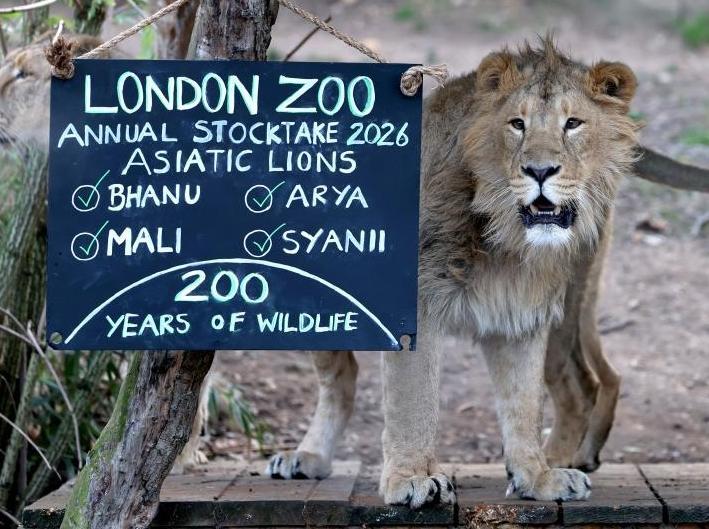 伦敦动物园进行动物年度盘点