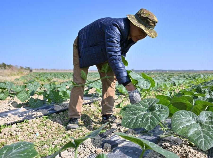 海南冬季瓜菜陆续上市