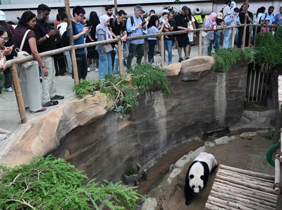 旅马大熊猫“辰星”“晓月”正式亮相