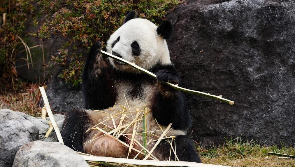 ����è���������͡����١������ձ��ع�