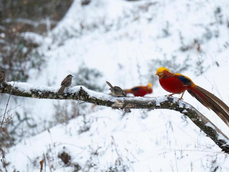 湖北神农架：林区观鸟引游人