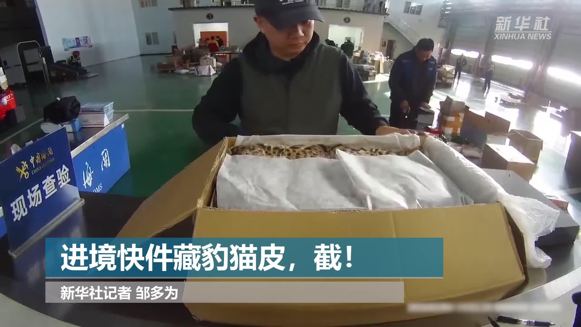 进境快件藏豹猫皮，截！