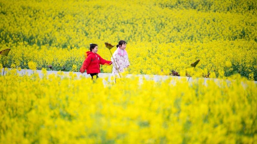重庆石柱：千亩油菜花绽放美丽经济